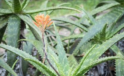 Aloes