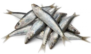 sardinas