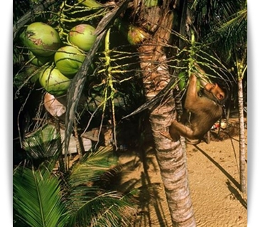organiczna woda kokosowa