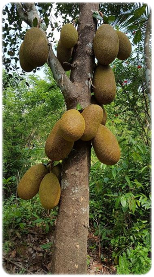 jackfruit tree