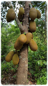 suszony jackfruit