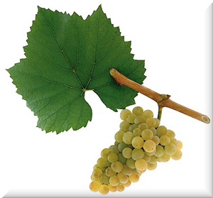 Winogrono szczepu Chardonnay wino