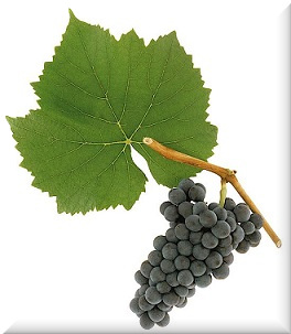 Winogrono Pinot Noir wino
