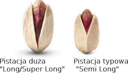 pistacje wielkość