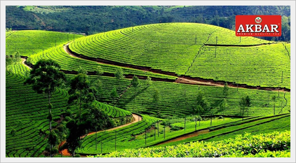 tea fields