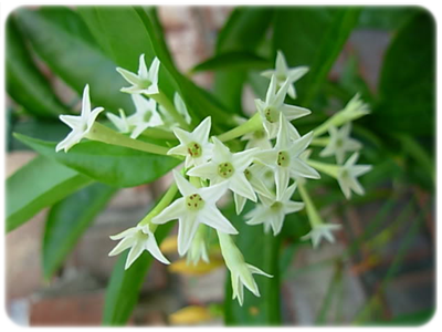 Raat Ki Rani sos z aromatem