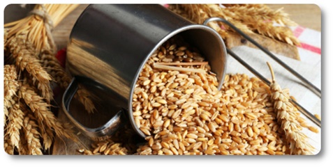 pszenica durum