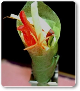 Papier sojowy do sushi