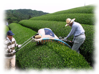 Produkcja sencha