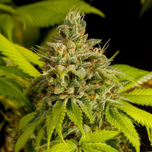 rodzaje konopi cannabis sativa