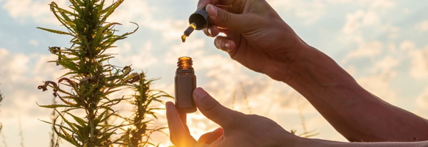 olejek CBD pozyskiwany jest z konopi siewnych olejek cbd