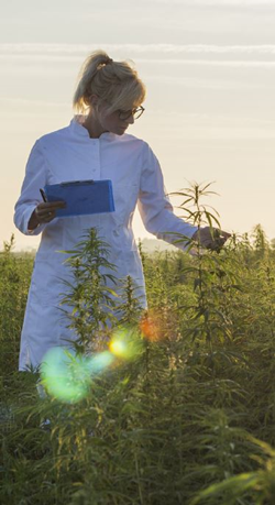 metody produkcji olejków cbd olejki cbd produkcja