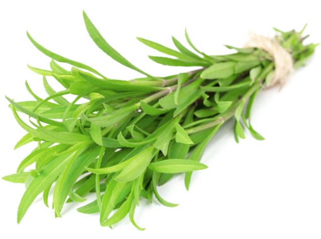 tarragon