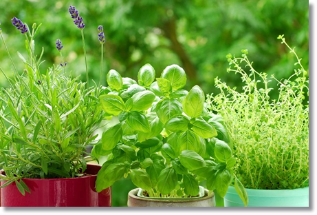 fresh french herbs