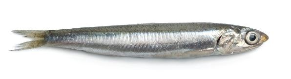 anchovis