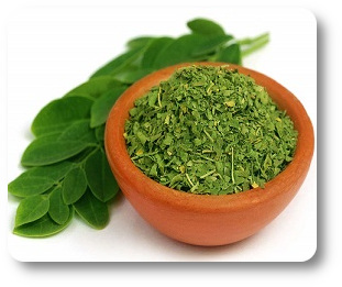Suszone liście moringi moringa suszona