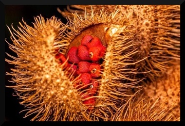 Achiote Achiote