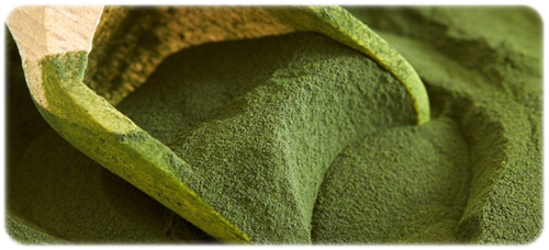 Chlorella chlorella