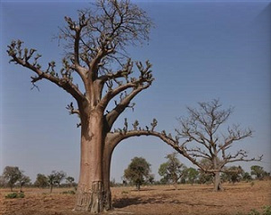 Baobab baobab