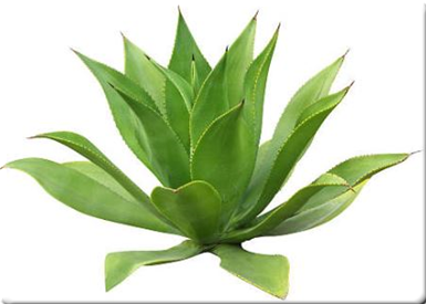 Agawa wyrop